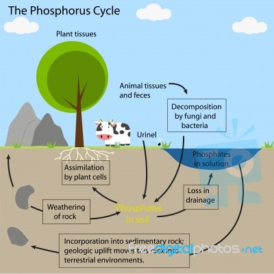 The Phosphorus Cycle Stock Image