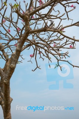 The Pink Plumeria With Blue Sky Stock Photo