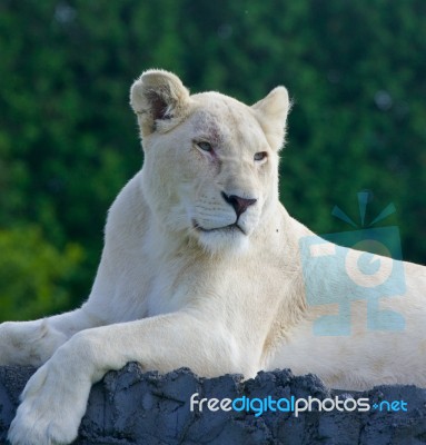 The Portrait Of A Lion Stock Photo