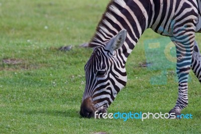 The Portrait Of A Zebra Stock Photo