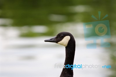 The Portrait Of The Cackling Goose Stock Photo