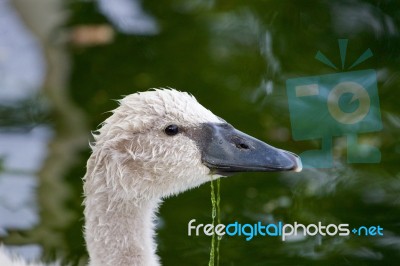 The Portrait Of The Cute Young Swan Stock Photo