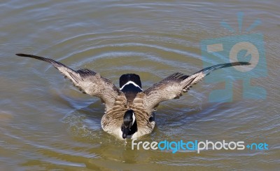 The Powerful Wings Of A Cackling Goose Stock Photo