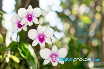 The Purple Orchid White Dew Backdrop Beautiful Bokeh Stock Photo