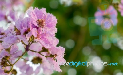 The Queen's Flower Bouquet Stock Photo