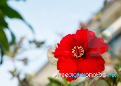 The Red Hibiscus Flower (focus On Pollen) Stock Photo