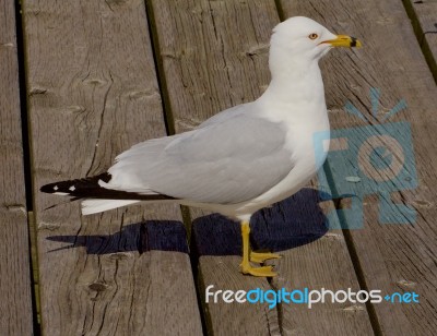 The Ring-billed Gull Close-up Stock Photo