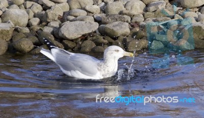 The Ring-billed Gull Is Swimming Stock Photo