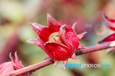 The Roselle (hibiscus Sabdariffa) Stock Photo