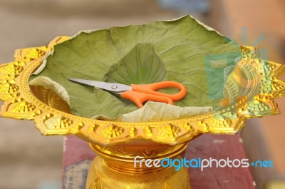 The Scissors Are Placed In Gold Tray And Padded With Lotus Leaves Stock Photo