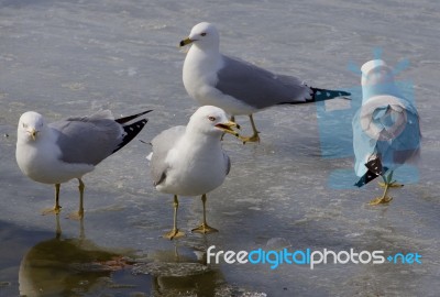 The Serious Gull Is Teaching The Colleagues Stock Photo