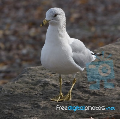 The Shy Modest Gull Stock Photo
