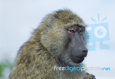 The Skeptic Baboon's Portrait Stock Photo