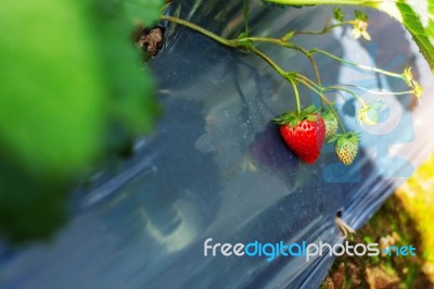 The Strawberry Re In Garden Stock Photo
