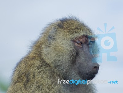 The Surprised Baboon Stock Photo