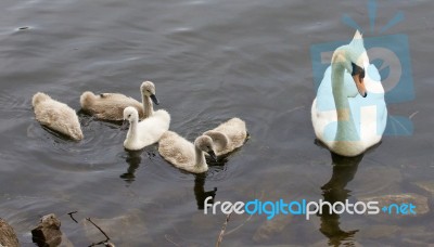 The Swan And Her Six Chicks Are Swimming Near The Shore Stock Photo