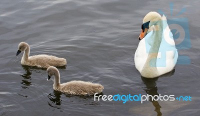 The Swan And Her Young Chicks Are Swimming In The Lake Stock Photo