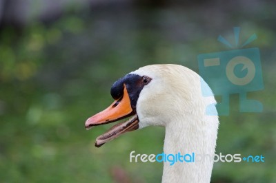 The Swan Is Puzzled Stock Photo