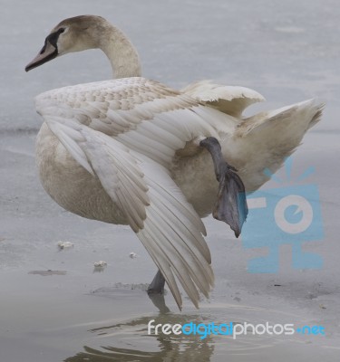 The Swan Is Staying On One Leg Stock Photo