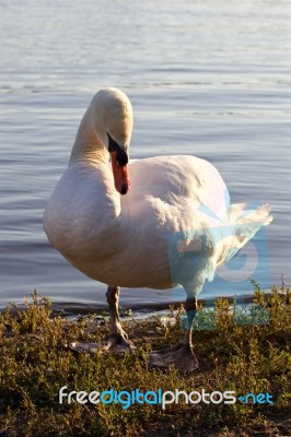 The Swan On The Shore Of The Lake Stock Photo