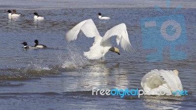 The Swans Attack Stock Photo