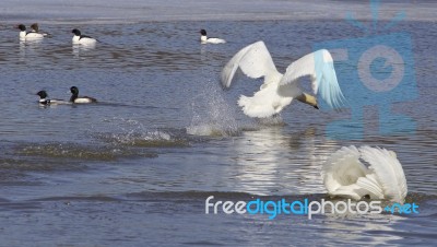 The Swans Take Off From The Water Stock Photo