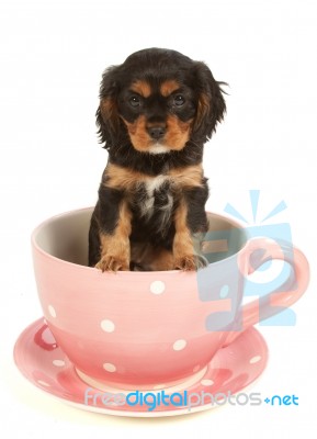 The Tea Dog Stock Photo