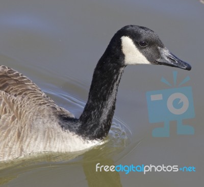 The Thoughtful Cackling Goose Stock Photo