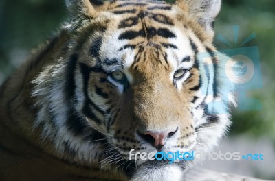 The Tiger Stock Photo