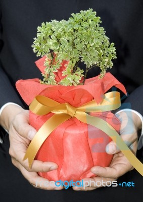 The Tree In Hand Stock Photo