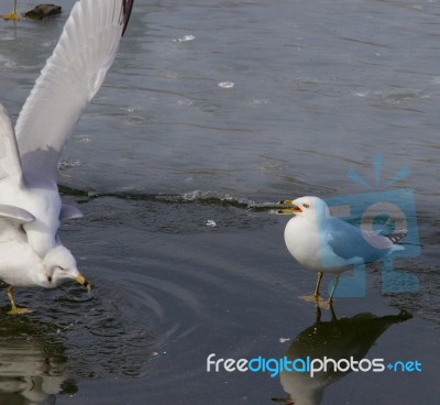 The Unexpected Fight Stock Photo