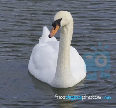 The Unsure Swan Stock Photo