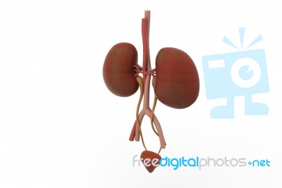 The Urinary System Stock Image