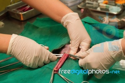 The Uterus And An Ovary In A Cat During Surgery Stock Photo