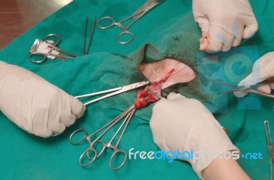 The Uterus And An Ovary In A Dog During Surgery Stock Photo