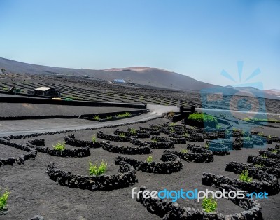 The Vines Of Lanzarote Stock Photo