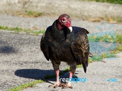 The Vulture On The Road Stock Photo