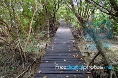 The Walkway Is Made Of Wood. For A Walk To The Mangroves Stock Photo