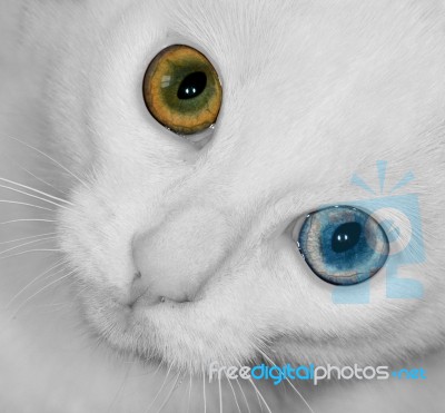The Wall Eyed Cat Stock Photo