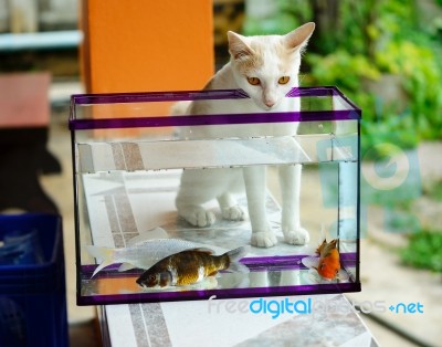 The White Cat Looking The  Koi Fish Stock Photo