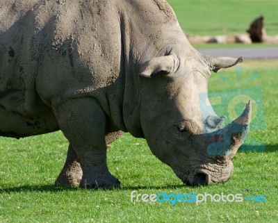 The White Rhynoceros Is Going Stock Photo