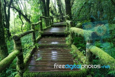 The Wooden Walkway In Rain Forest Stock Photo