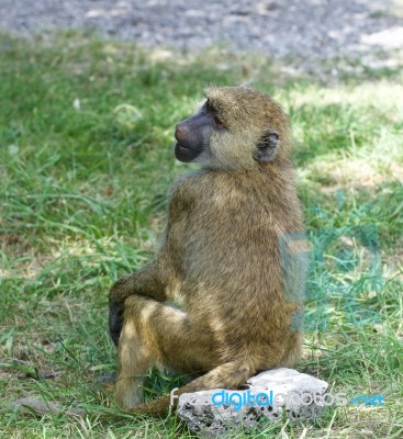 The Young Baboon Is Sitting Stock Photo The Young Baboon Is Sitting Stock Photo