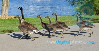 The Young Cackling Geese Are Running Across The Road Stock Photo