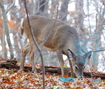 The Young Deer Is Eating Leaves Stock Photo