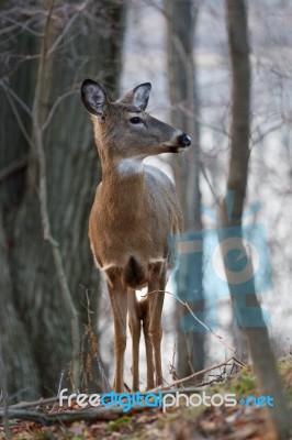 The Young Deer Is Looking At Something In The Forest Stock Photo