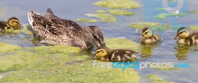The Young Family Of Ducks Stock Photo