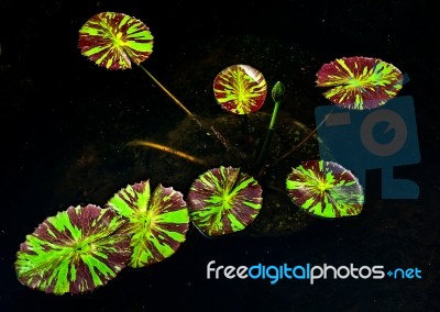 The Young Lotus On Pond Stock Photo
