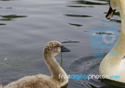 The Young Swan And His Parents Stock Photo