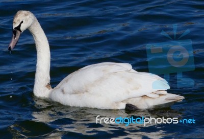 The Young Swan Is Drinking The Water Stock Photo